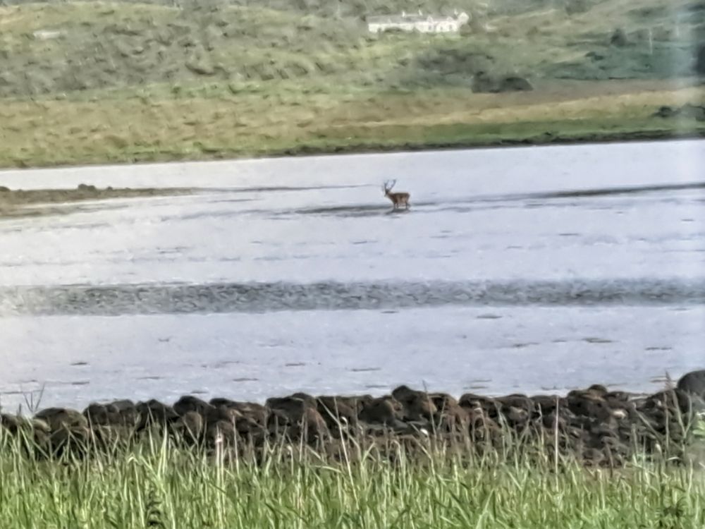 A red deer stag wading through the water 