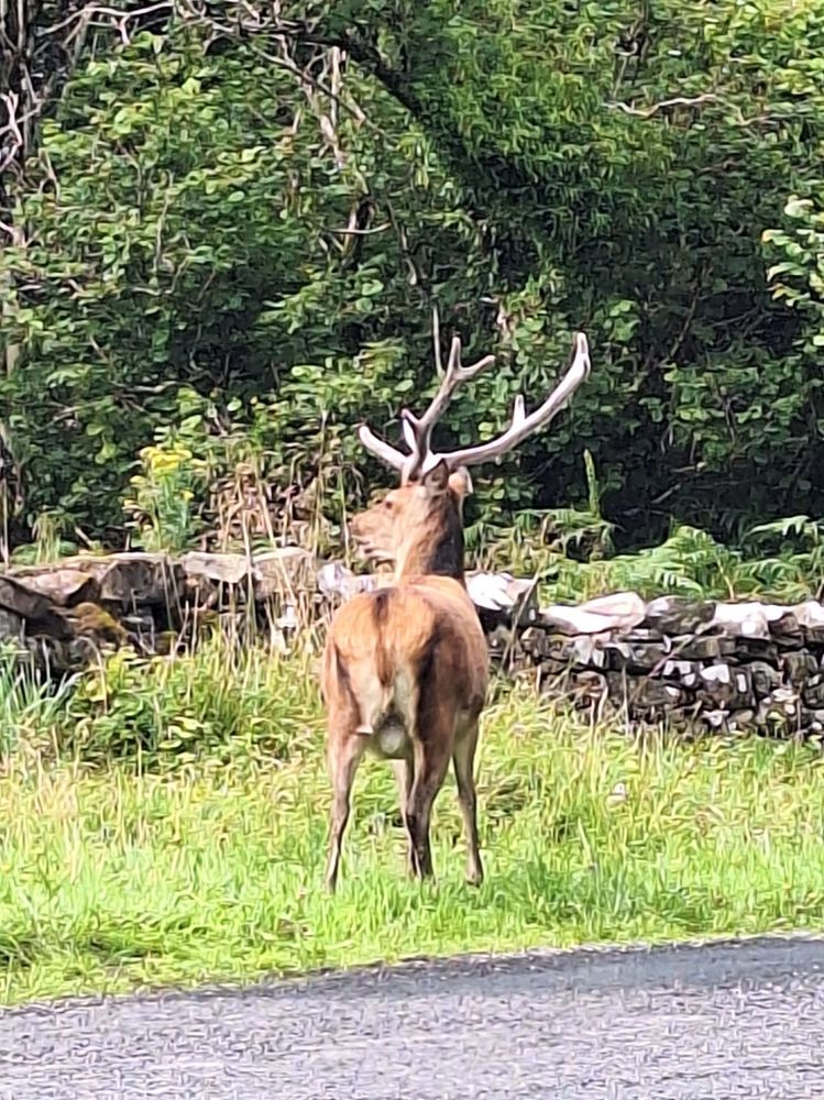 A roe deer stag, antlers and all.