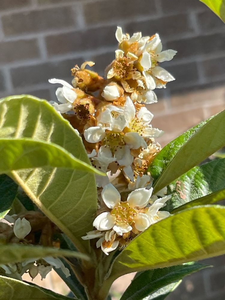 Cluster of Loquat Flowers 