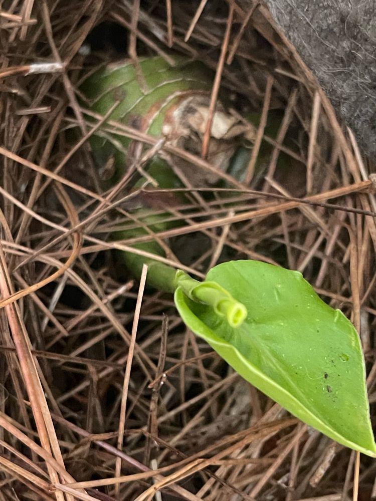 Young galangal leaf surrounded by bristly pine needles