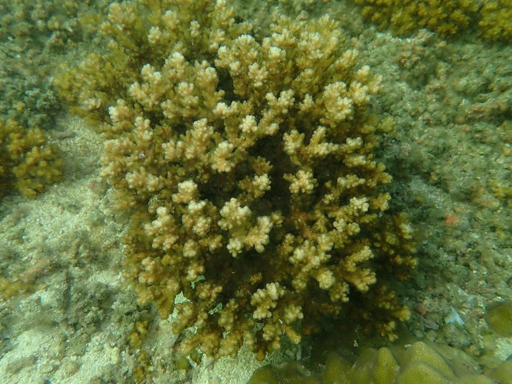 Coral colony on the sea floor