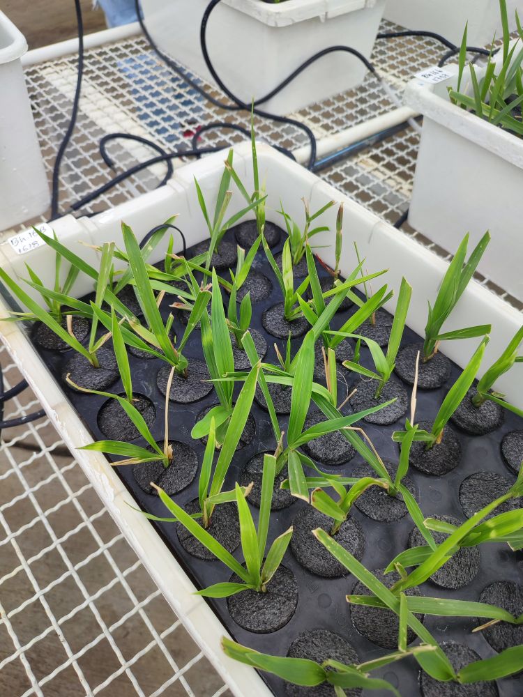 Hydroponic growing tropical forages.
