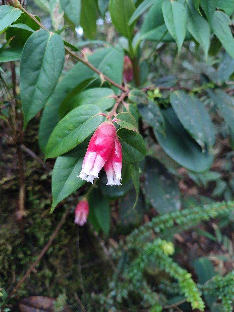 Cavendishia Sp.
