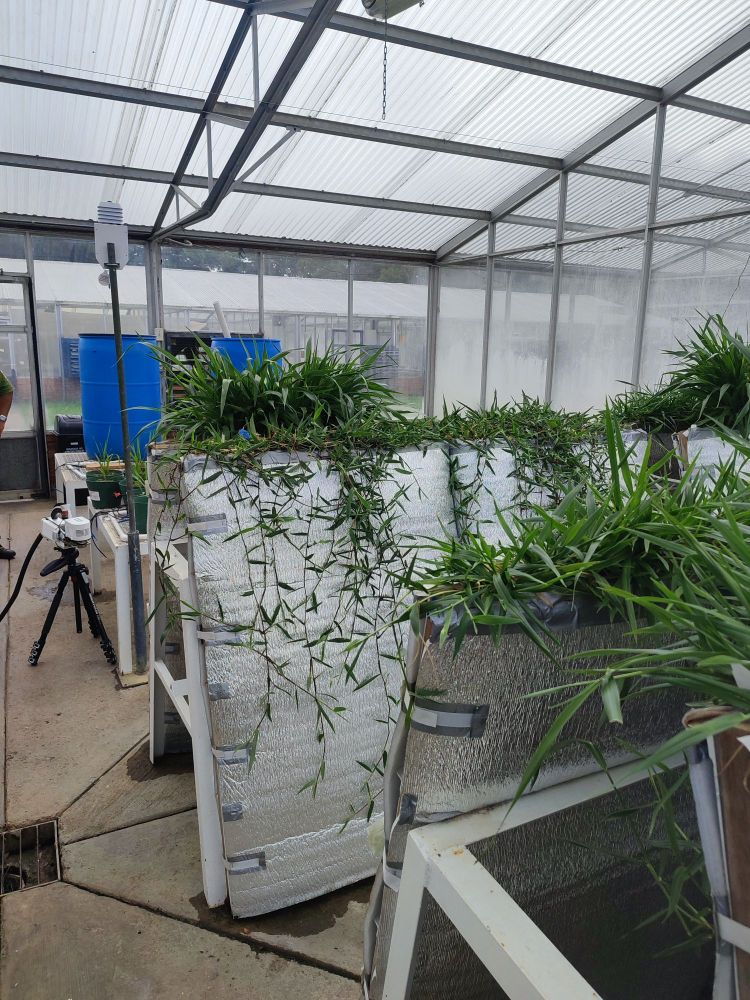 Forages monitoring root growth.
