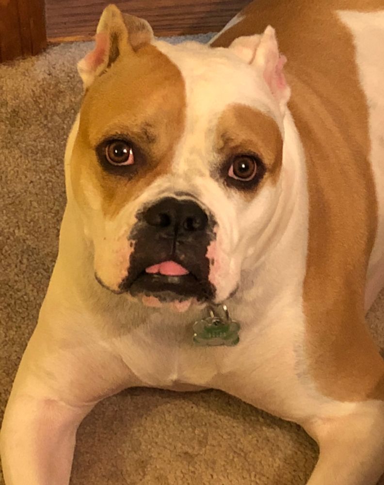 Doggo