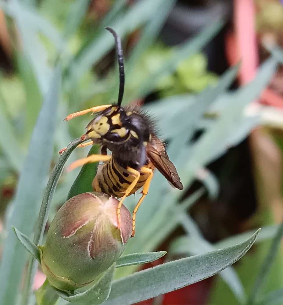 Close up of wasp on carnation. 