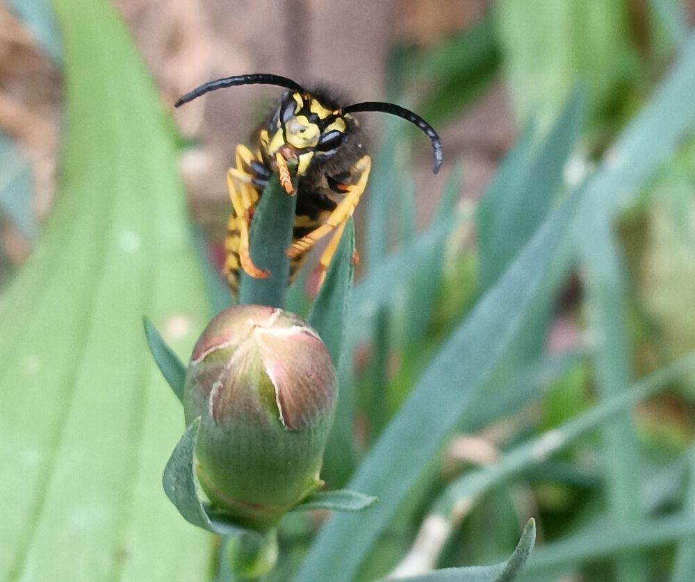 Close up of wasp on carnation showing clearly its face and antenna. 