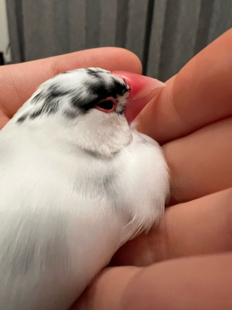 文鳥のふさふさの胸毛