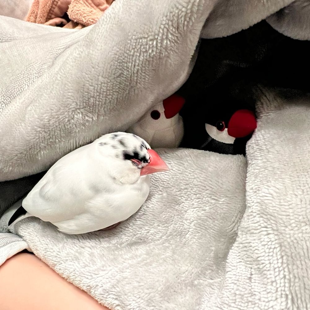 毛布で出来た洞窟の中にいる文鳥のぬいぐるみ2羽と、その洞窟の手前でうとうとする文鳥