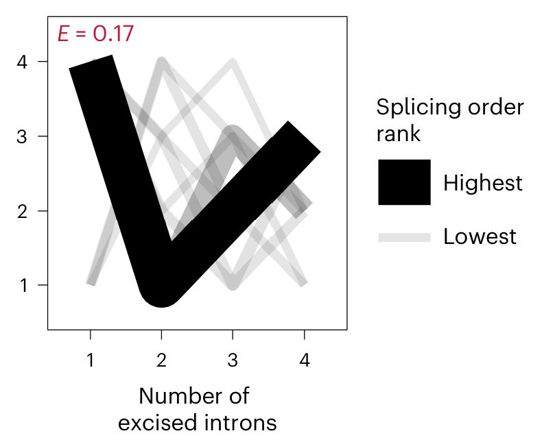 Panel of figure 2 of Choquet et al. 2023 "Pre-mRNA splicing order is predetermined and maintains splicing fidelity across multi-intronic transcripts" (Nat. Struct. Mol. Biol.) that uses zig-zagging lines of different thicknesses and (gray) colors to show frequencies of permutations of splicing order of four introns in a representative transcript.