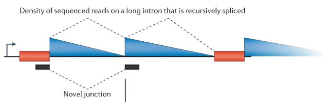 Excerpt from Fig. 2a of Sibley et al. 2016's "Lessons from non-canonical splicing" that illustrates the signature "sawtooth" pattern of RNA-seq read coverage in recursively spliced introns.