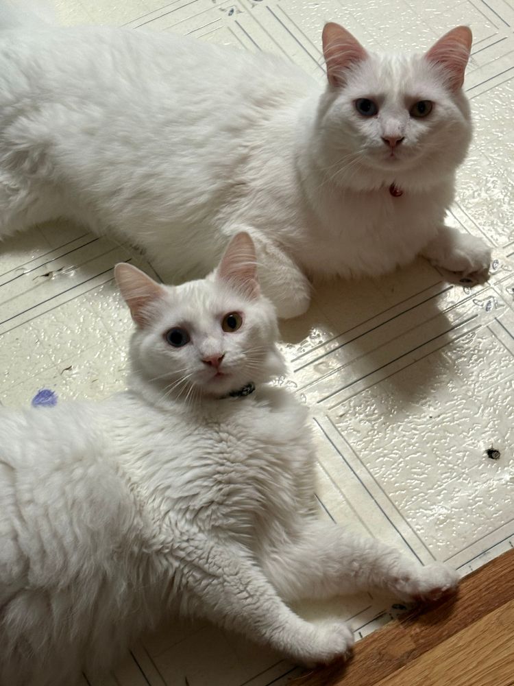 Two white cats laying on a floor