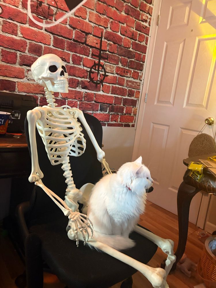 A white cat sitting in the lap of a plastic skeleton sitting on a office chair