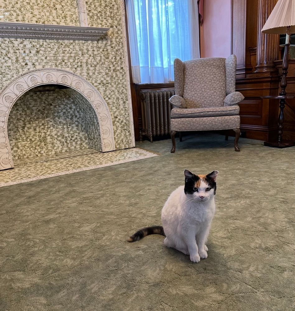 A calico cat seated on a light sage-green embossed carpeted floor in front of a light green & cream-colored decorative fireplace. Next to the fireplace is a light gray wingback chair in front of a window with sheer off-white curtains & a floor lamp.