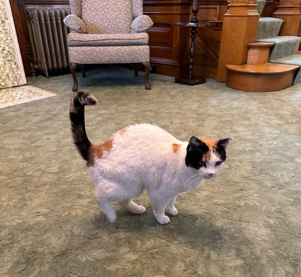A calico cat stands on a light sage-green textured carpet. The cat is standing in a slightly hunched position with its tail curled upward. Its fur is predominantly white, with patches of orange, brown, & black. The cat's ears are pointed, & its eyes are looking slightly to the viewer's right.