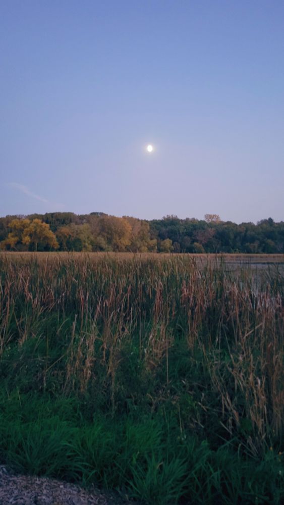 Picture from trail of landscape of long grass and weeds and stuff with trees in the background.  Moon in the sky,early evening