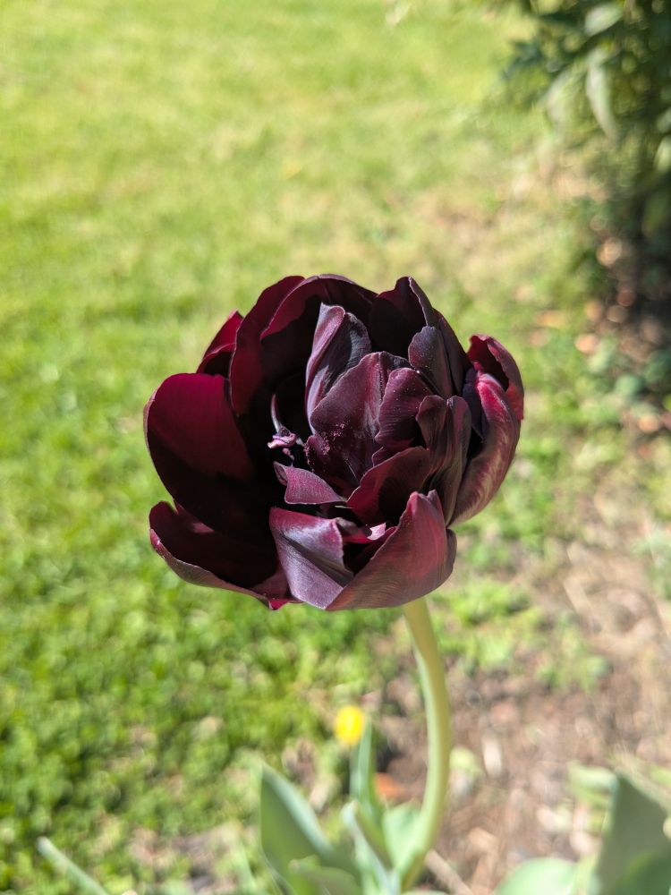 A partially open very dark burgundy double tulip