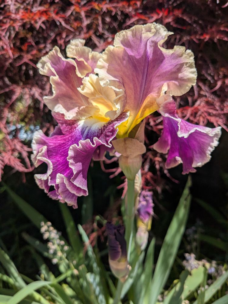 A Montmartre iris in bloom in front of a Japanese maple. The upright petals are light magenta-purple with pale yellow edging, and the falls are bright magenta-purple with lighter yellow edging. The base of the petals is yellow.
