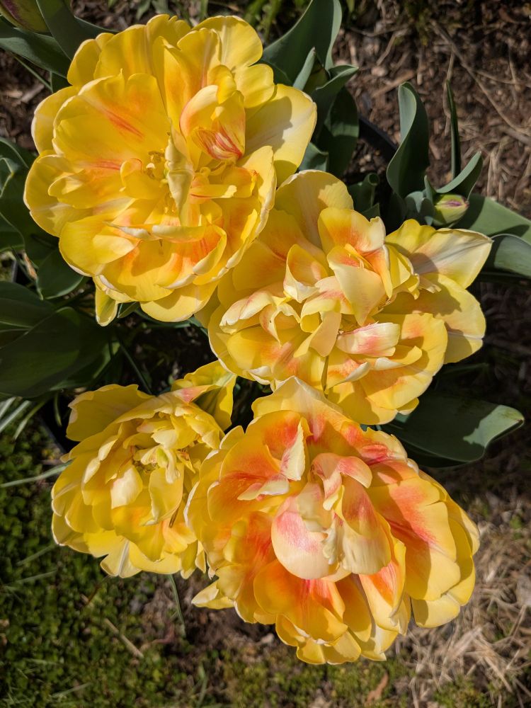 Cheery yellow double tulips in full bloom. The more open they are, the darker the orange stippling; the centers of the petals of the bottom right one area mostly red-orange, with the other three tulips having smaller amounts