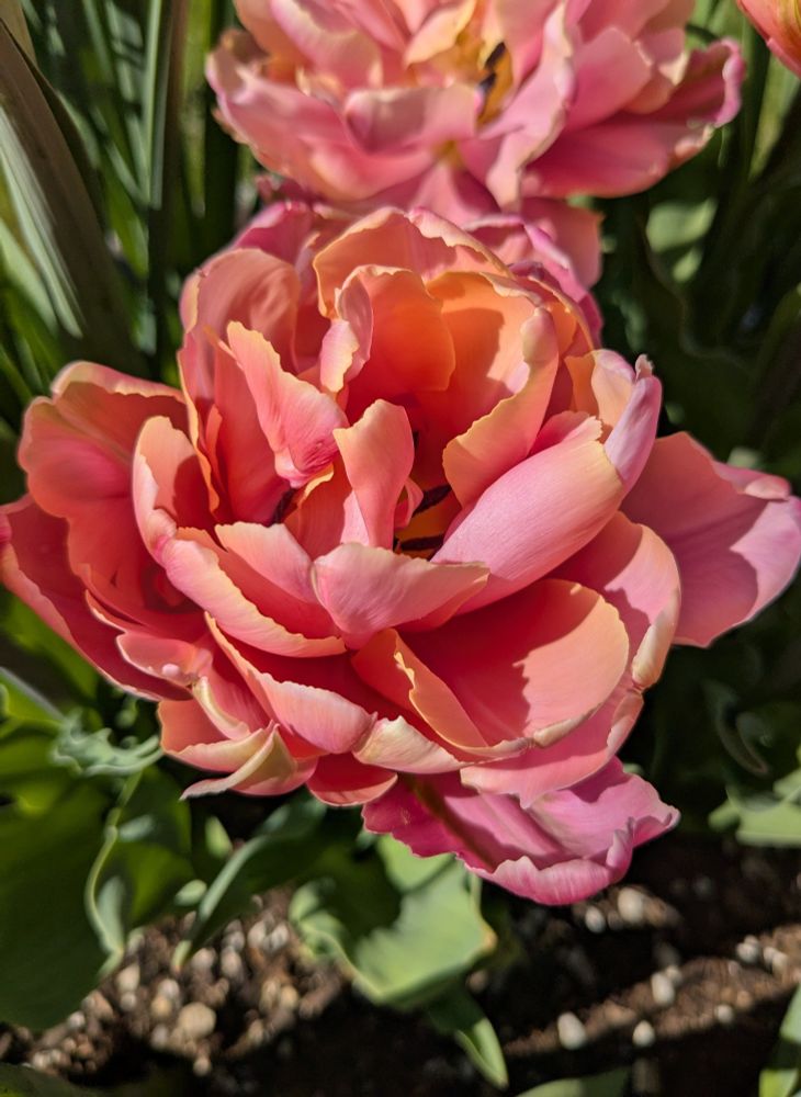 A double Angelique tulip in full bloom; the petals range from light pink to yellowy-orange. They look a bit like sherbet.
