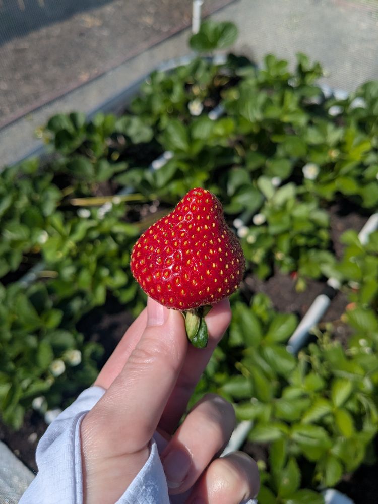 A ripe red strawberry held up by a hand in front of a brunch of strawberry plants