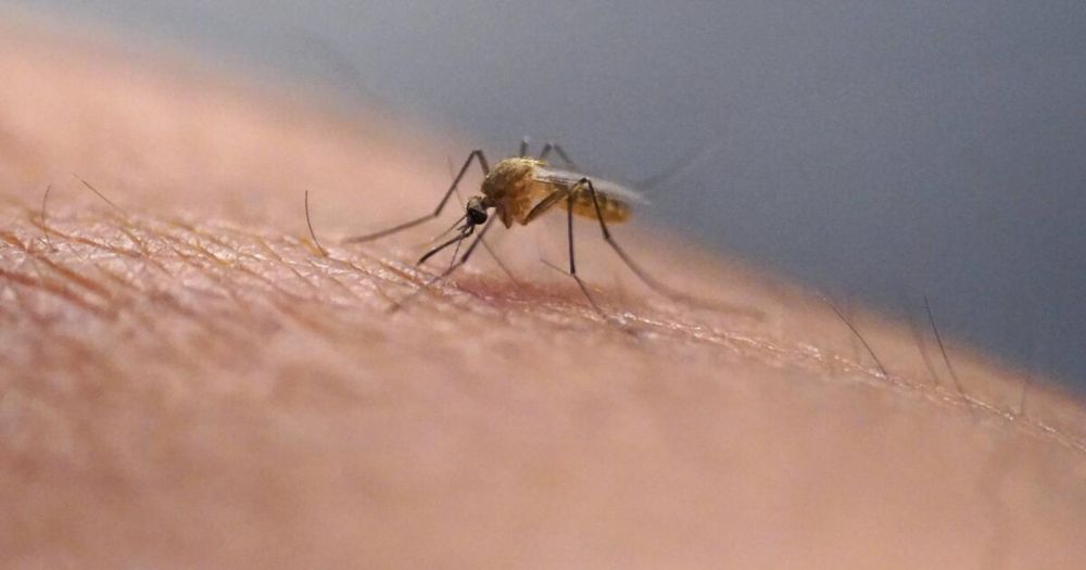 Mosquito-borne virus spreads at  'unprecedented' levels in L.A. Climate change may make things worse