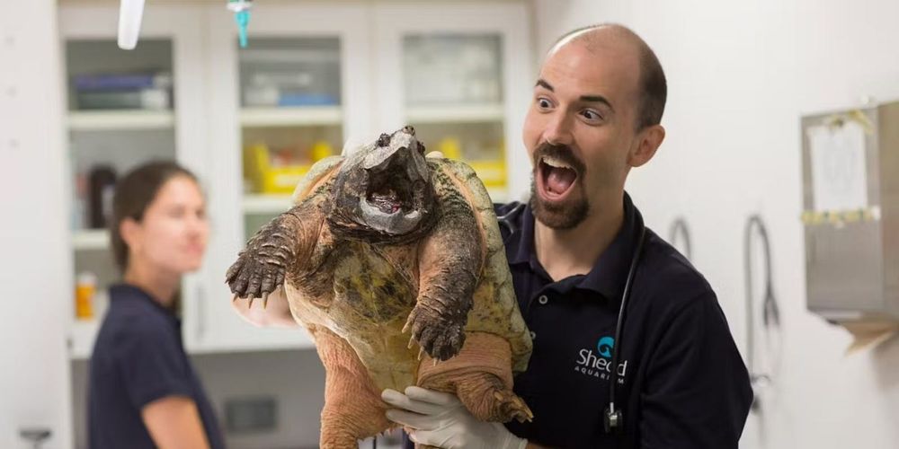 A Love Letter for Snapping Turtles
