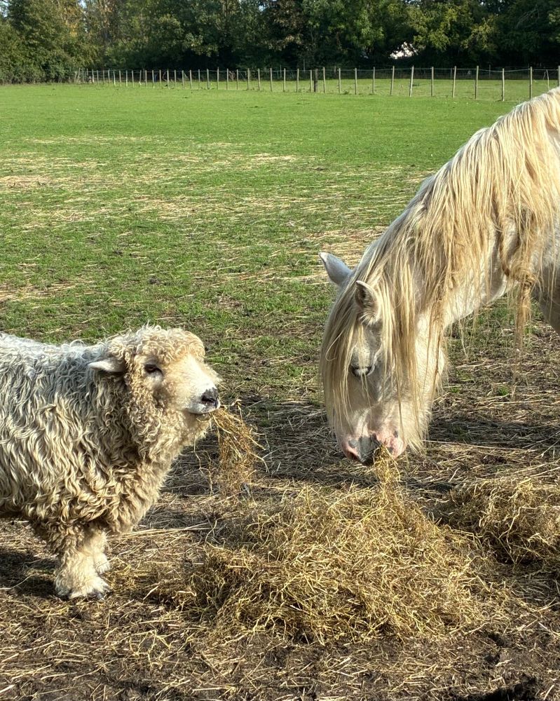 A horse & sheep are happily sharing a pile of hay.