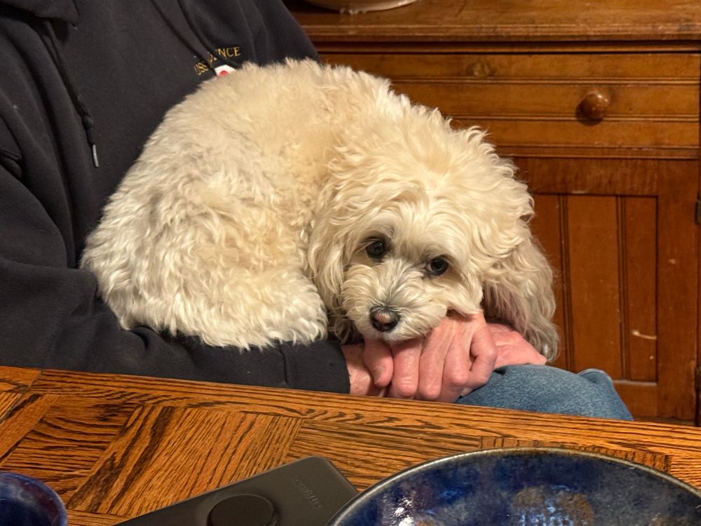 Sleepy white doodle dog curled up on a human’s lap.