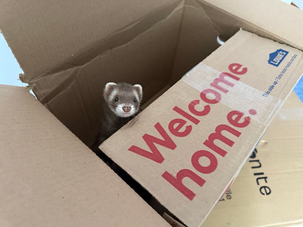 Tiny brown ferret in a moving box