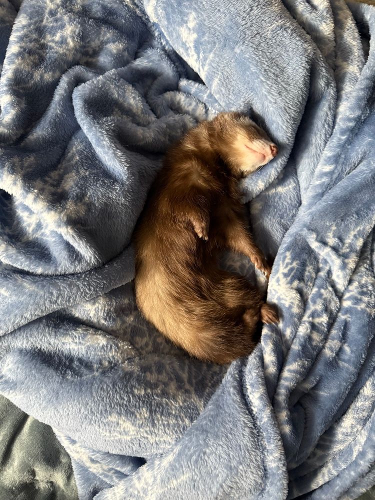 Ferret sleeping on soft blanket.
