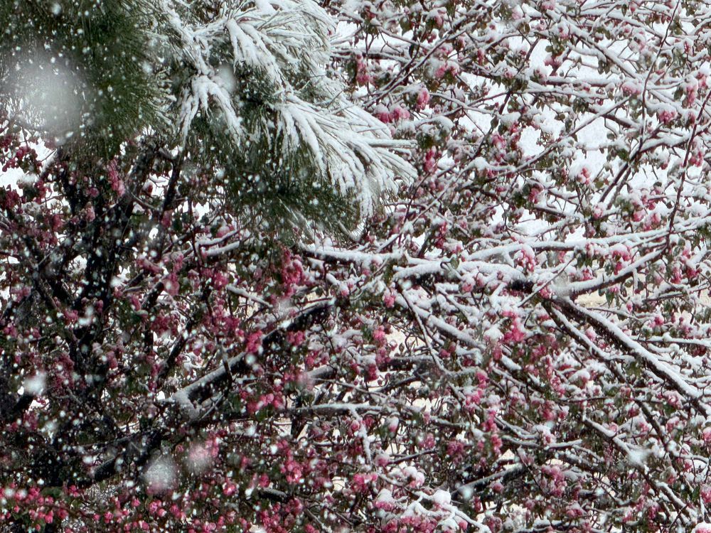Snow partially covered pink flowers on a tree. A sprig of snow dusted evergreen is in the upper left of the picture.