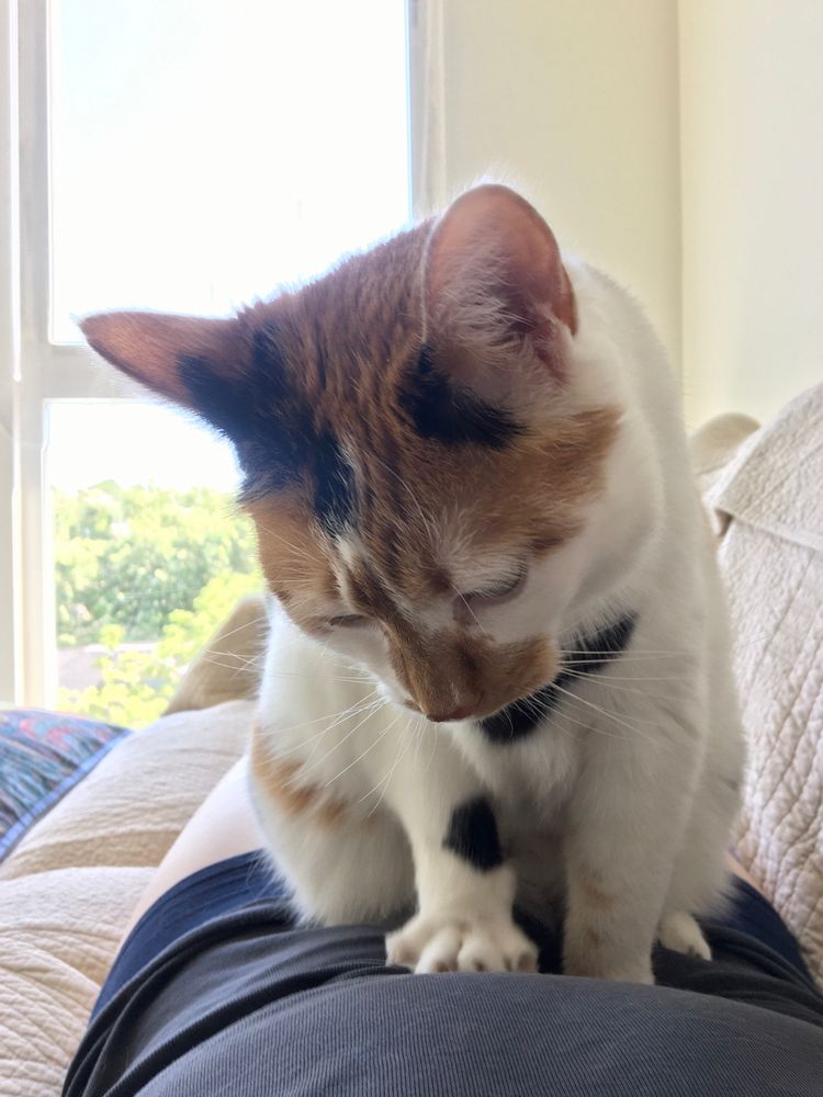 calico cat making biscuits on her person’s belly