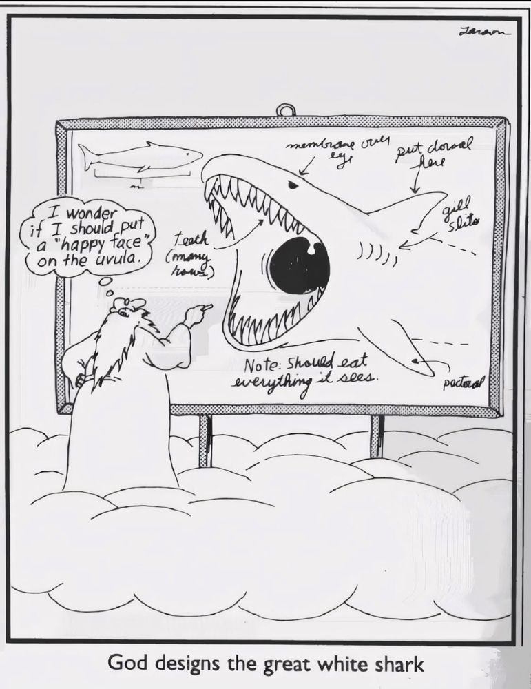 Cartoon of God designing the Great White Shark. Shark’s jaws are wide open, teeth bared. God asks,”I wonder if I should put a happy face on the Uvula?”