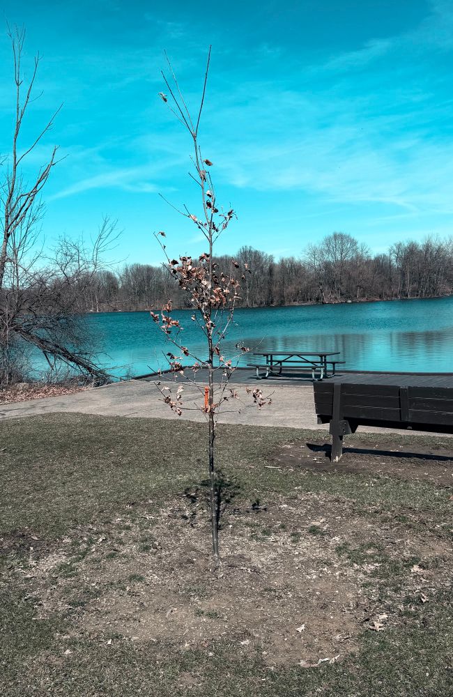 Small lonely tree with bare branches holding brown dead leaves. In the background, a park bench, an evergreen and a shimmering lake in Spring’s sun. 