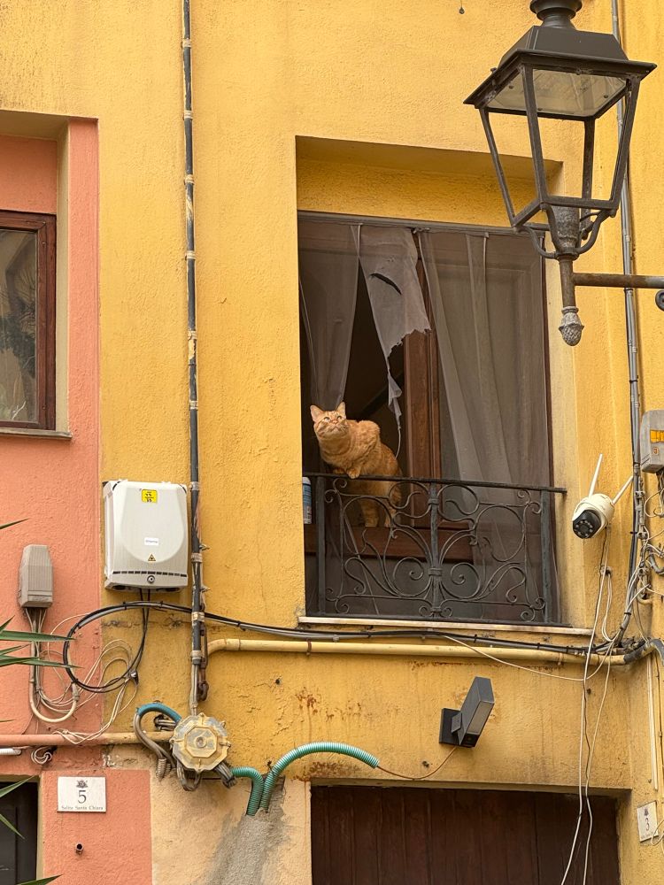 Ginger cat leaning out a balcony at a stretch. Cat is looking upwards. The walls of the building are yellow and pink.