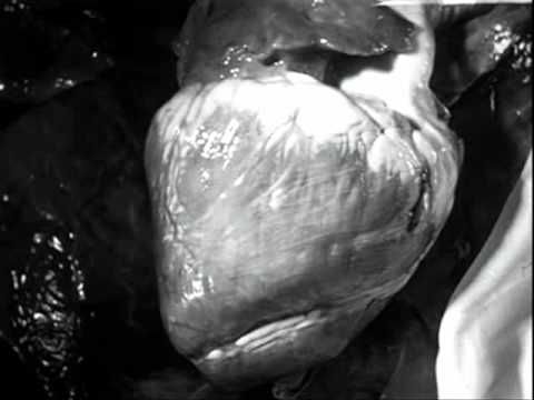 Judith Juillerat - Nothingness