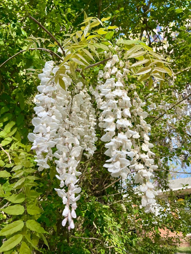 White wisteria flowers