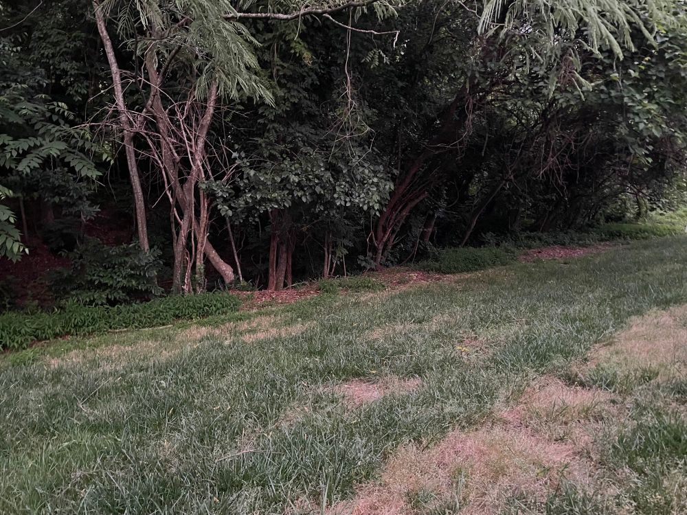 Bushes and trees and lawn