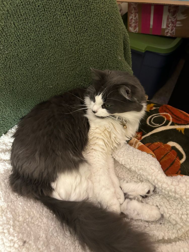 Fig, a floofy grey and white cat, lounges in a pile of green and white blankets