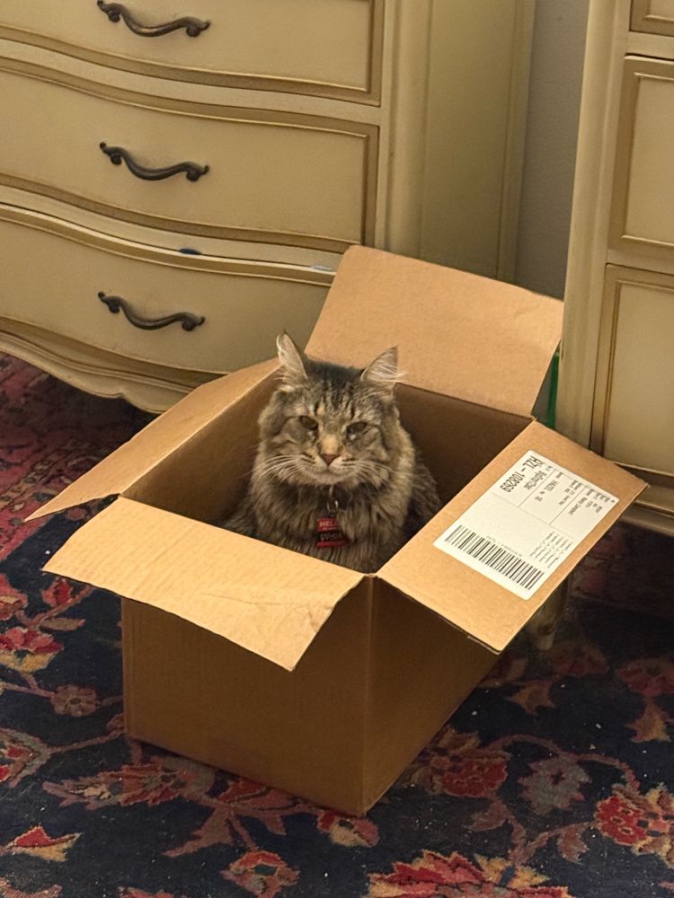 A fluffy brown cat sitting in a brown cardboard box and looking directly at the camera. 