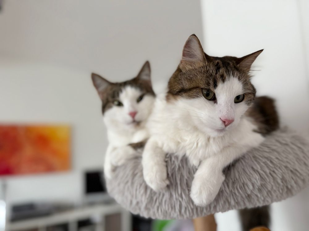 Zwei auf einem grauen, wuscheligen Kratzbaum hintereinander liegende Katzen mit weißem Fell und grau getigerter Zeichnung am Kopf.