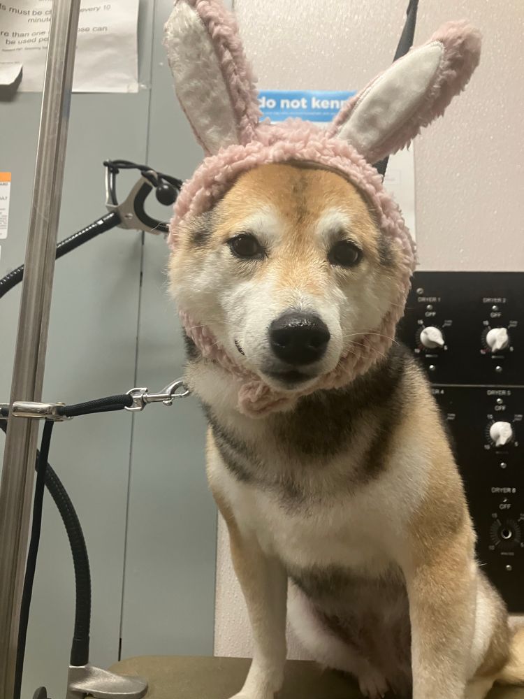 Shiba Inu sitting on a grooming table with a pink bunny ear headband