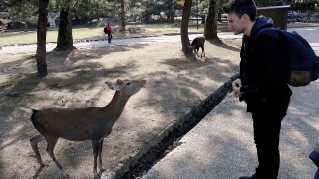 a man with a blue backpack feeds a deer in a park