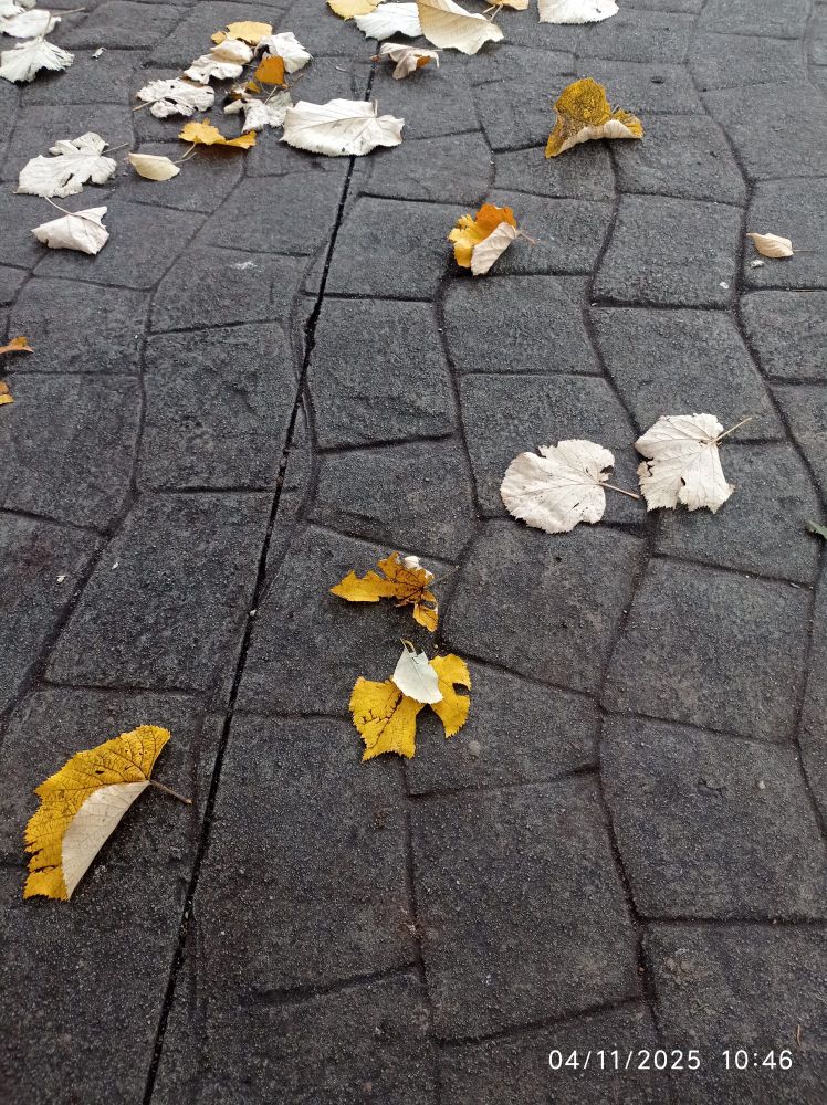 Suelo urbano con hojas secas.