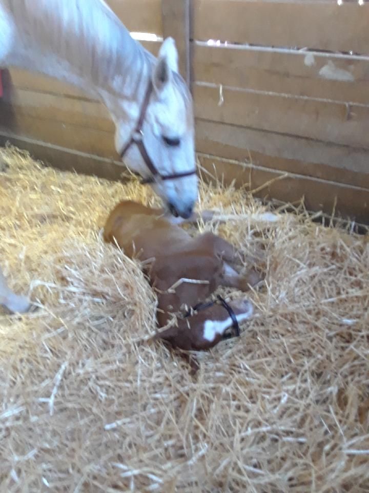 Foal lays in hay next to mother.