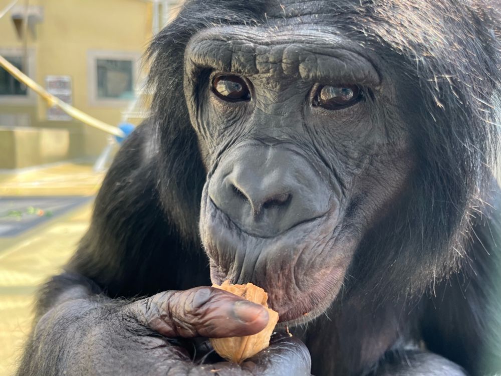 Bonobo Nyota at Ape Initiative, a science and education nonprofit