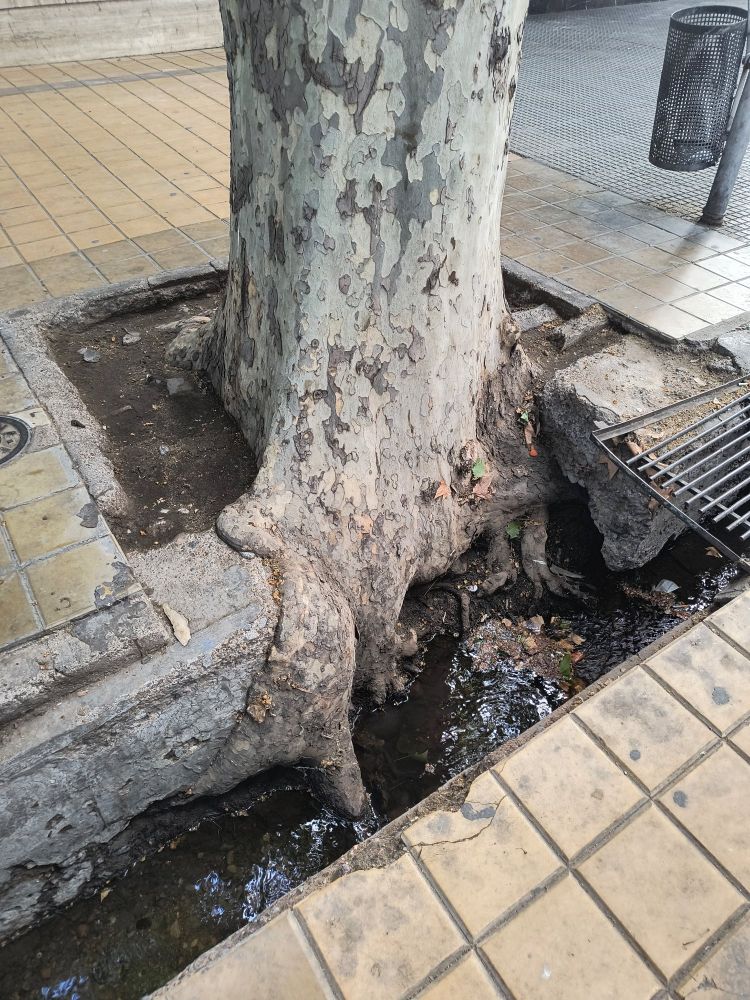 Valão aberto no lateral da calçada para escoar água. A calçada é de azulejo amarelo, uma árvore grande se ergue de um canteiro e se pode ver as raízes descendo até a vala.