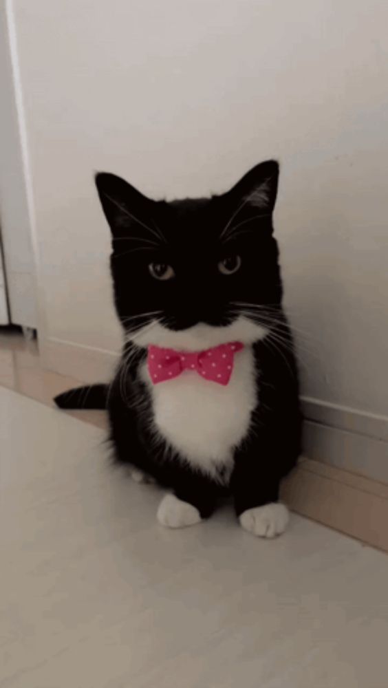 a black and white cat with a pink bow tie on