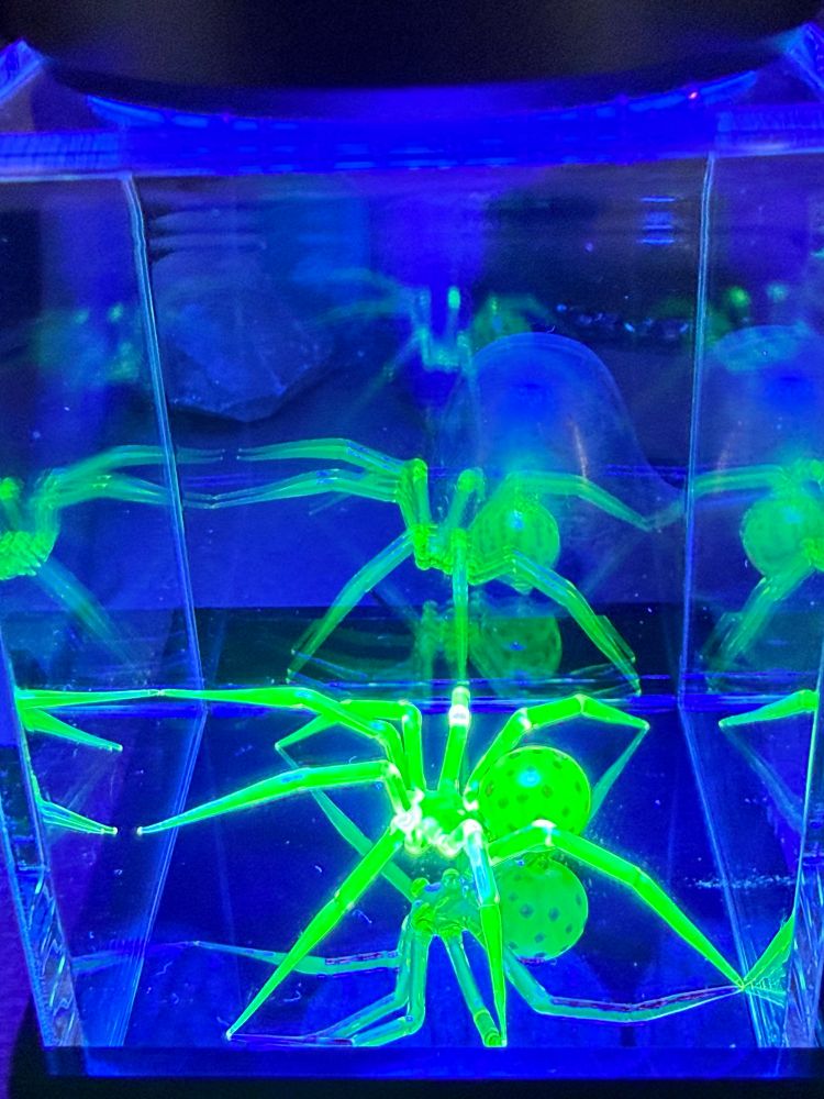 Green glowing glass spider with dots on abdomen in clear box with blueish reflections
